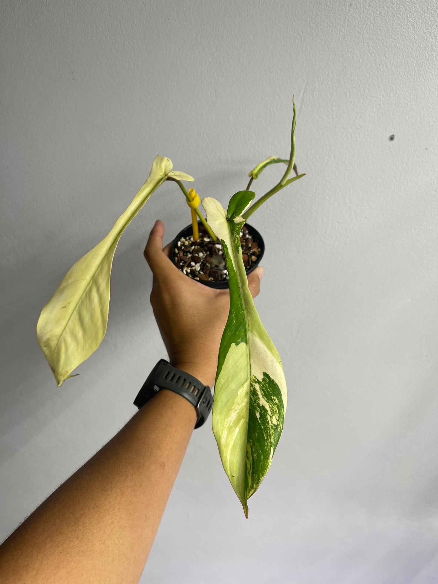 Philodendron Joepii Mint